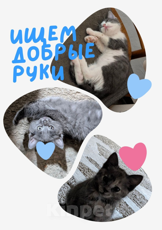 Кошки в других городах Ставропольского края: Котята ищут дом Разнополые, Бесплатно - фото 1