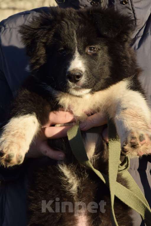 Собаки в Москве: Нежный малыш в поиске дома☺️ Мальчик, Бесплатно - фото 2