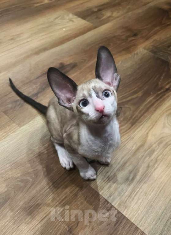 Кошки в Ростове-на-Дону: Котенок Корниш-рекс Мальчик, 45 000 руб. - фото 7