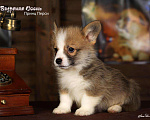 Собаки в белоозёрском: Мальчик вельш корги пемброк Мальчик, 60 000 руб. - фото 4