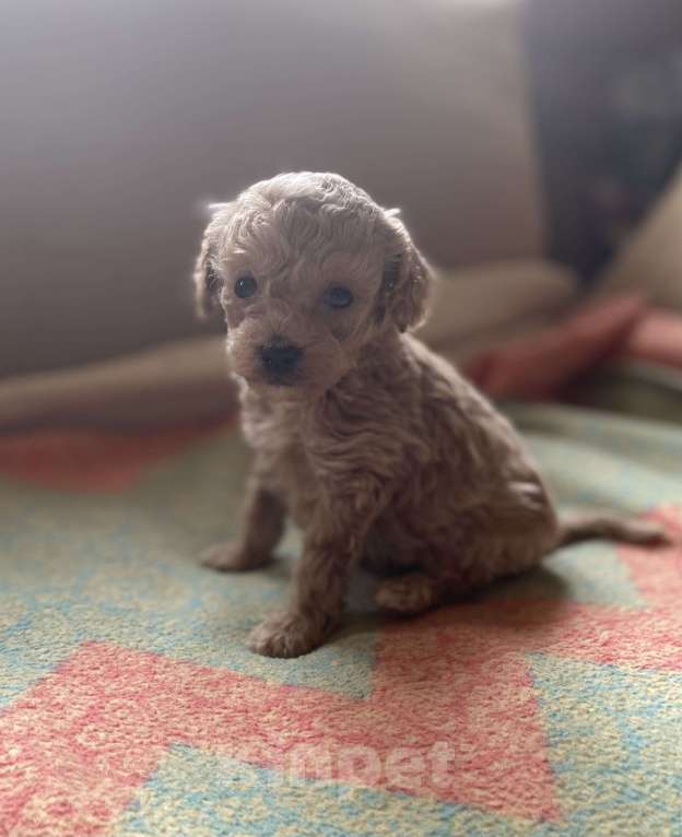 Собаки в Санкт-Петербурге: Очаровательная девочка той пуделя Девочка, Бесплатно - фото 5