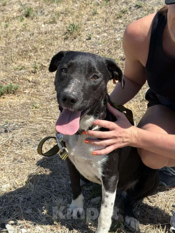 Собаки в Симферополе: Метис стаффа в семью )  Девочка, Бесплатно - фото 5