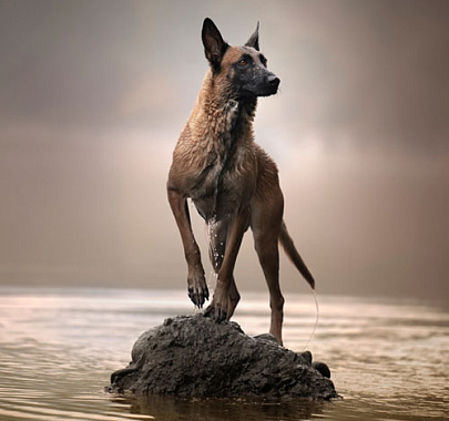 Бельгийская овчарка