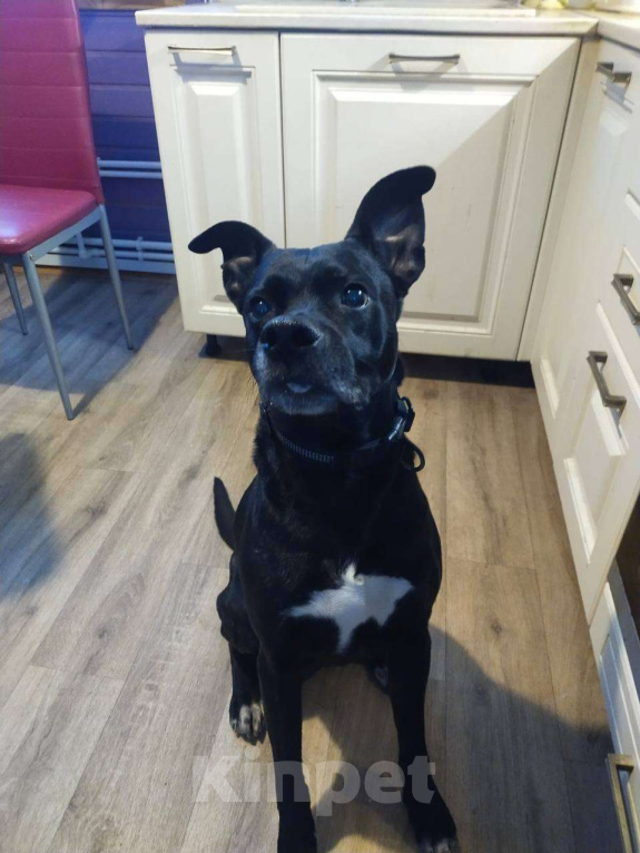 Собаки в Москве: Добрый пес Джек ищет дом Мальчик, Бесплатно - фото 2