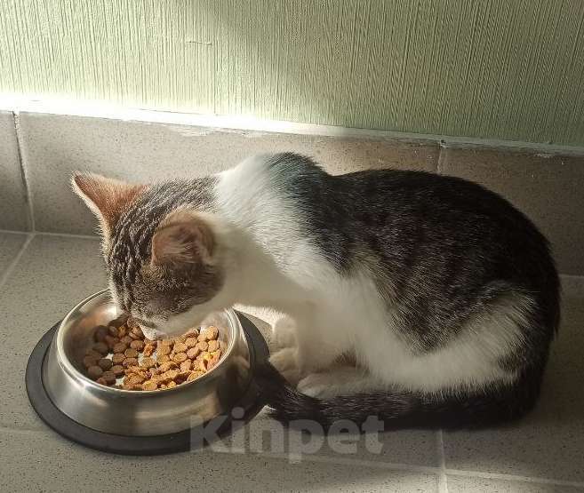 Кошки в Ульяновске: Ласковая девочка 2 мес. Девочка, Бесплатно - фото 8