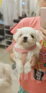 Собаки в Липецке: Мальтезе  Мальчик, 40 000 руб. - фото 10