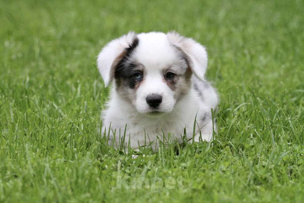 Собаки в Москве: Мальчик вельш корги кардиган Мальчик, Бесплатно - фото 5