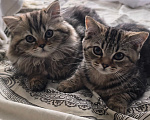 Кошки в Санкт-Петербурге: Продаются котята шотландской породы Девочка, 10 000 руб. - фото 4