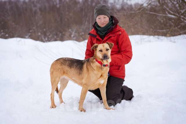 Собаки в Москве: Шеба ищет свой дом Девочка, Бесплатно - фото 5