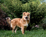 Собаки в Пушкино: Тотошка ищет свою Элли Мальчик, Бесплатно - фото 5