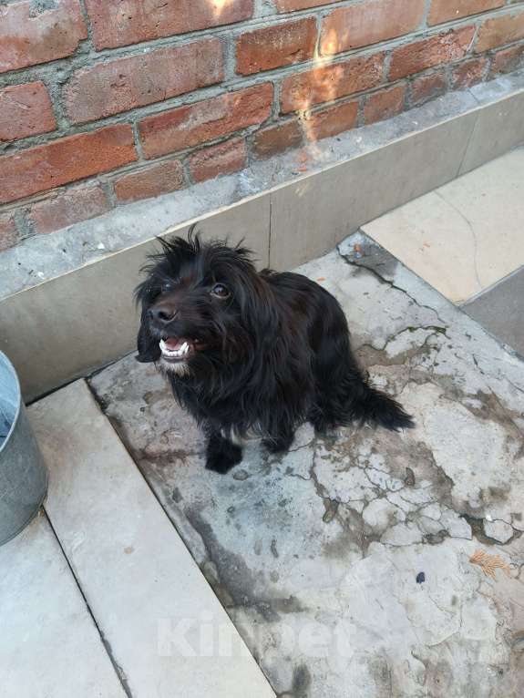 Собаки в Ростове-на-Дону: Нашёл собачку  Девочка, Бесплатно - фото 5