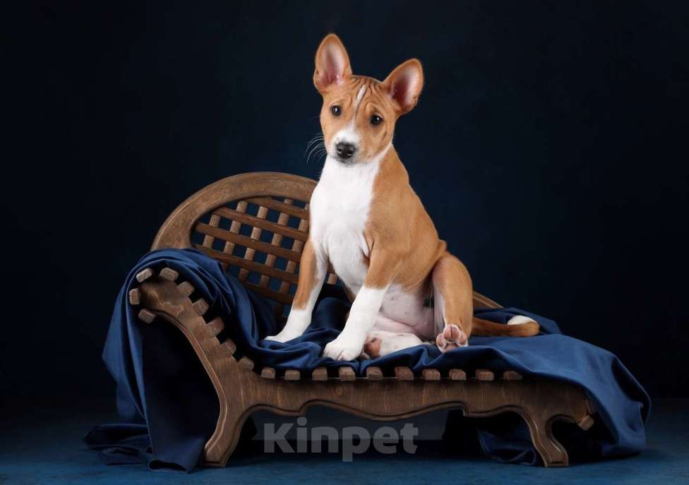 Собаки в Санкт-Петербурге: Щенок басенджи Девочка, Бесплатно - фото 10