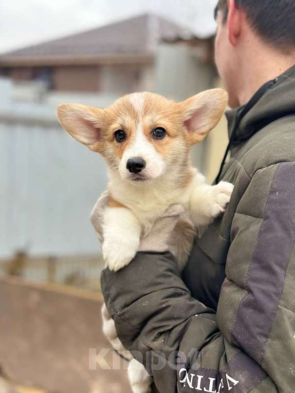 Собаки в Нижнем Новгороде: Щенки Вельш-корги Пемброк документы РКФ. Девочка, 50 000 руб. - фото 3