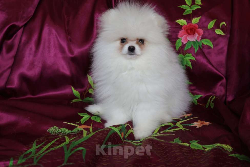 Собаки в Железногорске: Суперпушистый белоснежный шпиц. РКФ, метрика, родословная. Мальчик, 110 000 руб. - фото 1