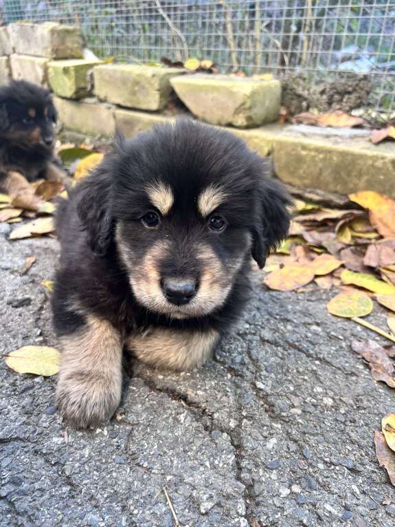 Собаки в Ставрополе: Щенок 2месяца Девочка, Бесплатно - фото 5