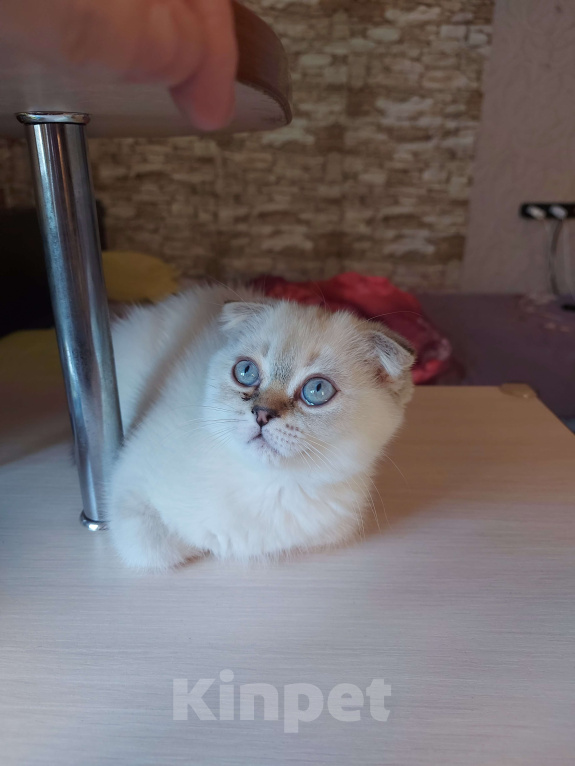 Кошки в Санкт-Петербурге: Шотландская вислоухая девочка. Девочка, 16 000 руб. - фото 5