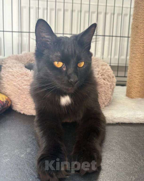 Кошки в Москве: Багира ищет дом Девочка, Бесплатно - фото 1