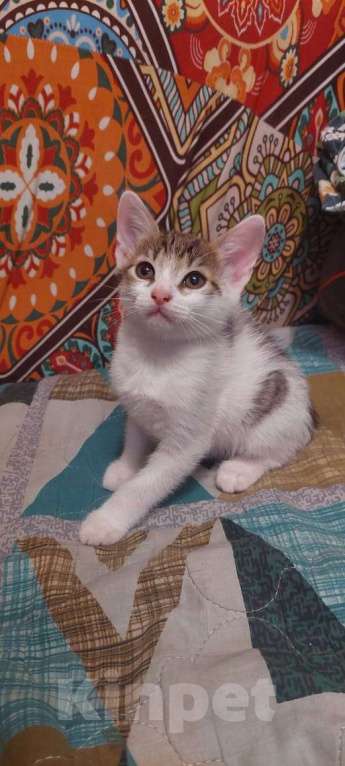 Кошки в Москве: Ласковый котёнок, приучен к лотку Мальчик, Бесплатно - фото 2