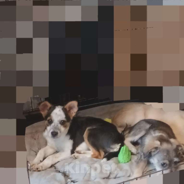 Собаки в Санкт-Петербурге: Щенок в добрые руки Мальчик, Бесплатно - фото 3