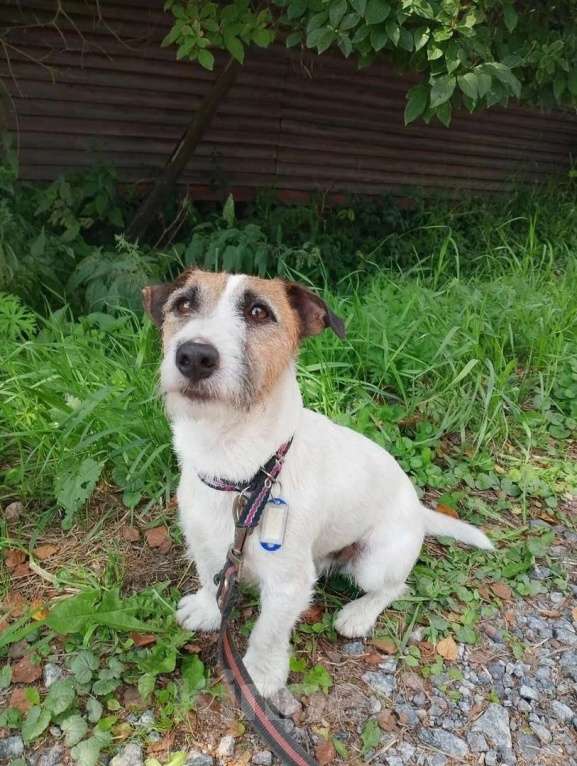 Собаки в Санкт-Петербурге: Милашка джек-рассел-терьер ищет дом Мальчик, Бесплатно - фото 2