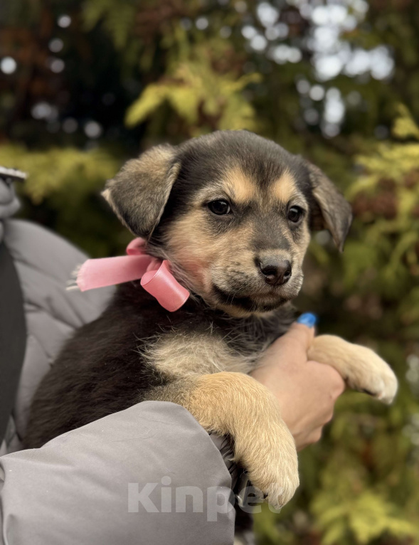 Собаки в Красногорске: Красивый щенок девочка с красивым именем Рози ищет хозяина Девочка, Бесплатно - фото 4
