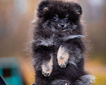 Собаки в Гатчине: Померанский шпиц медвежьего типа Девочка, 35 000 руб. - фото 6
