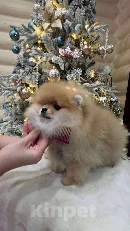 Собаки в Перми: Померанский шпиц Девочка, 120 000 руб. - фото 4