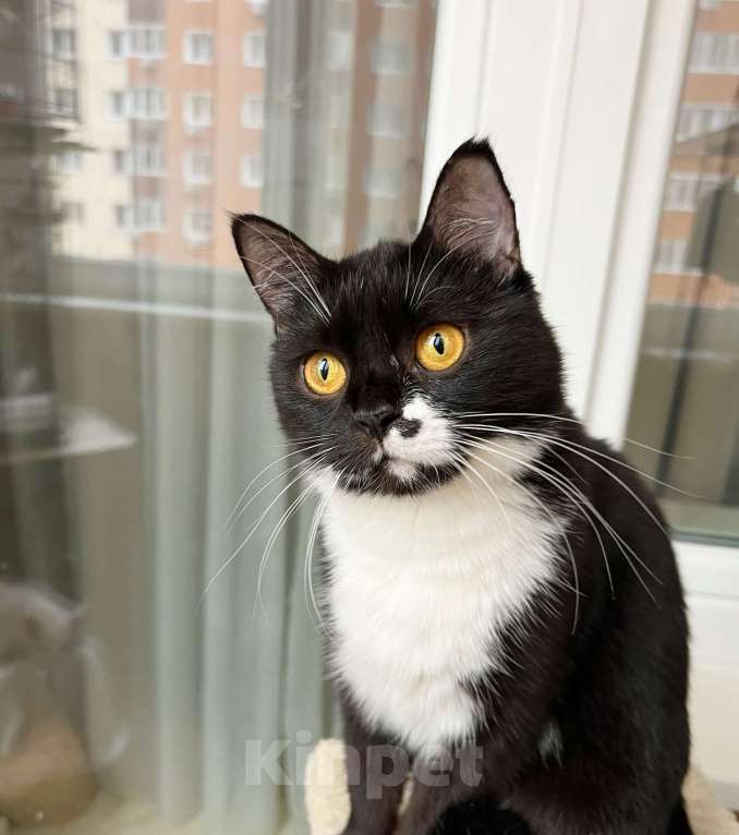 Кошки в Москве: В дар кошечка Манроша - нежность и ласка. Девочка, Бесплатно - фото 4