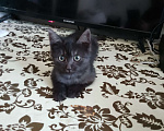 Кошки в Воронеже: Отдам в добрые руки котика Мальчик, Бесплатно - фото 4