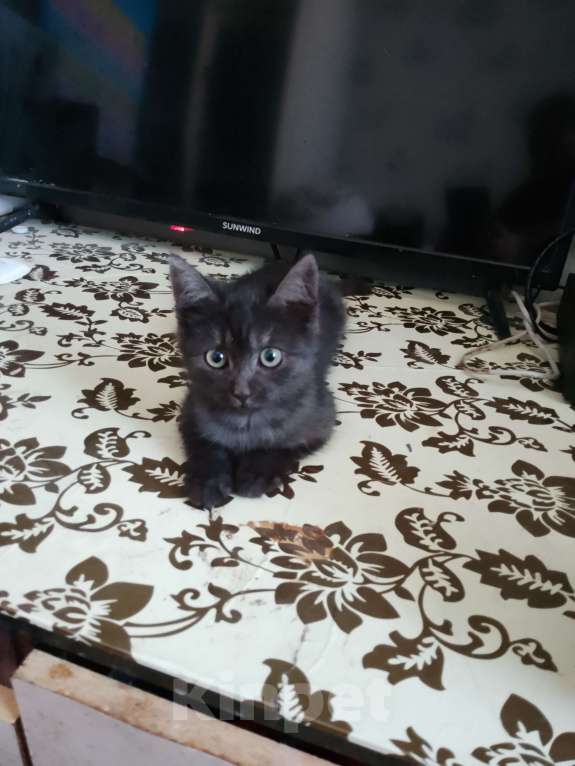 Кошки в Воронеже: Отдам в добрые руки котика Мальчик, Бесплатно - фото 4
