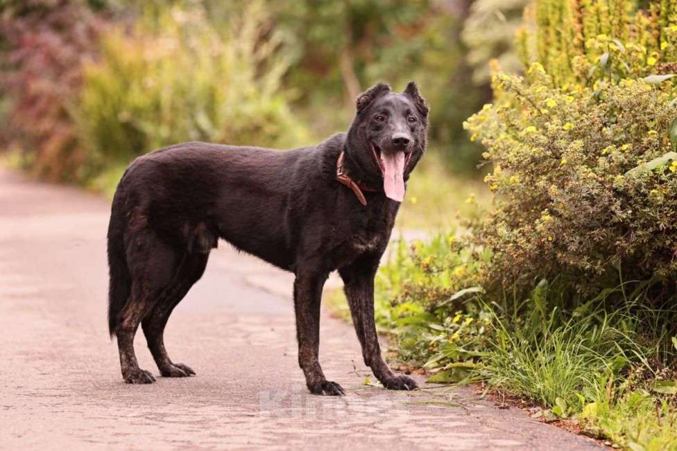 Собаки в Красногорске: Пёс Блэк ищет своих хозяев Мальчик, Бесплатно - фото 1
