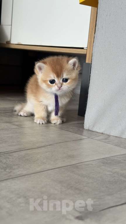 Кошки в Томске: Золотая шиншилла Девочка, 32 000 руб. - фото 9