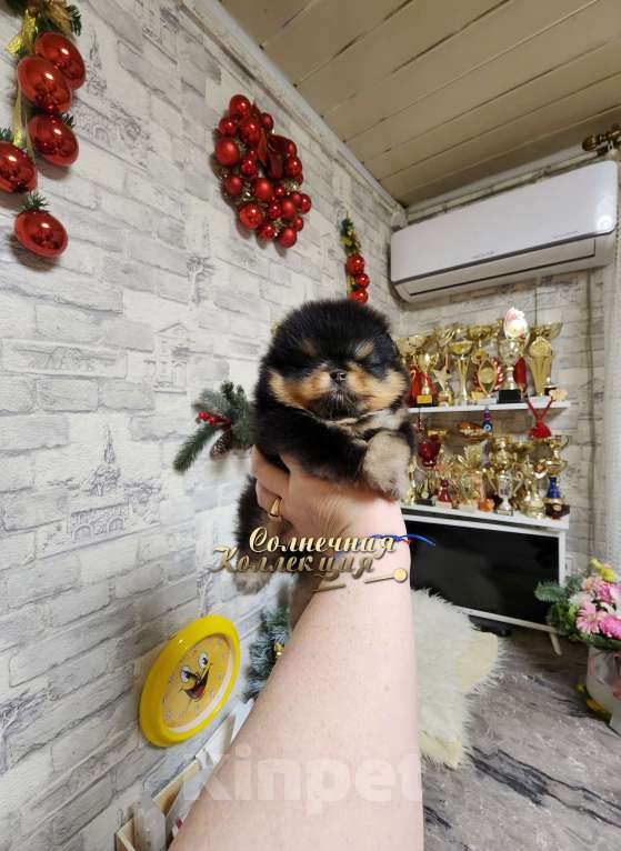 Собаки в Москве: Курносый мальчик померанского шпица черно подпалый Мальчик, Бесплатно - фото 3