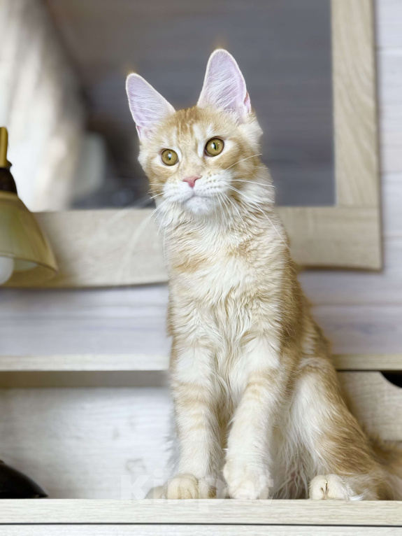 Кошки в других городах Московской области: Фиона Девочка, 45 000 руб. - фото 8