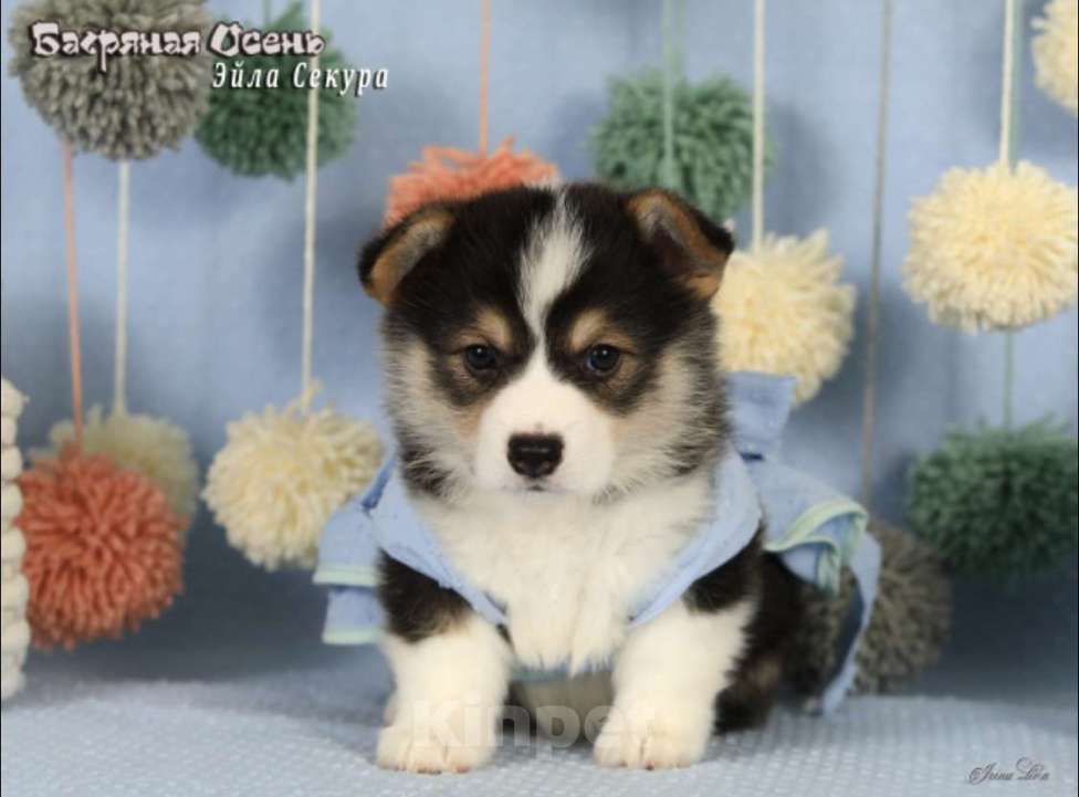 Собаки в Москве: Чакибусенок #4 яркая малышка триколор, очень темпераментная Эйла Секура Девочка, Бесплатно - фото 3