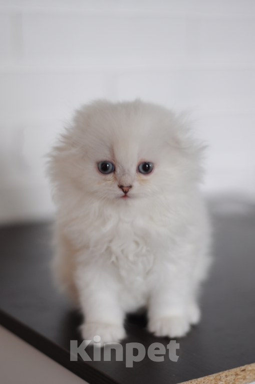 Кошки в Бахчисарае: Шотландский вислоухий длинношерстный котик Мальчик, 55 000 руб. - фото 1