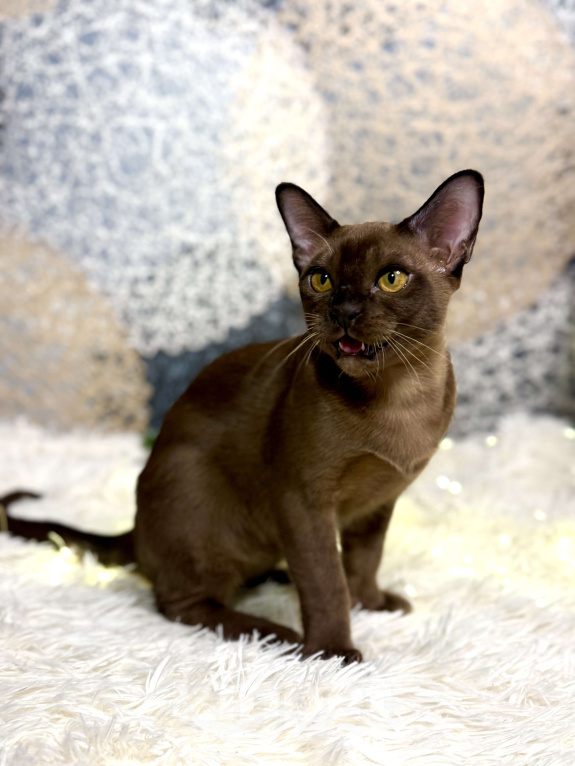 Кошки в Москве: Котята Европейская Бурма Мальчик, 60 000 руб. - фото 1