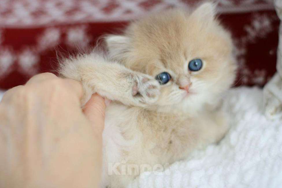 Кошки в Новосибирске: Ivory cy11 Девочка, Бесплатно - фото 8