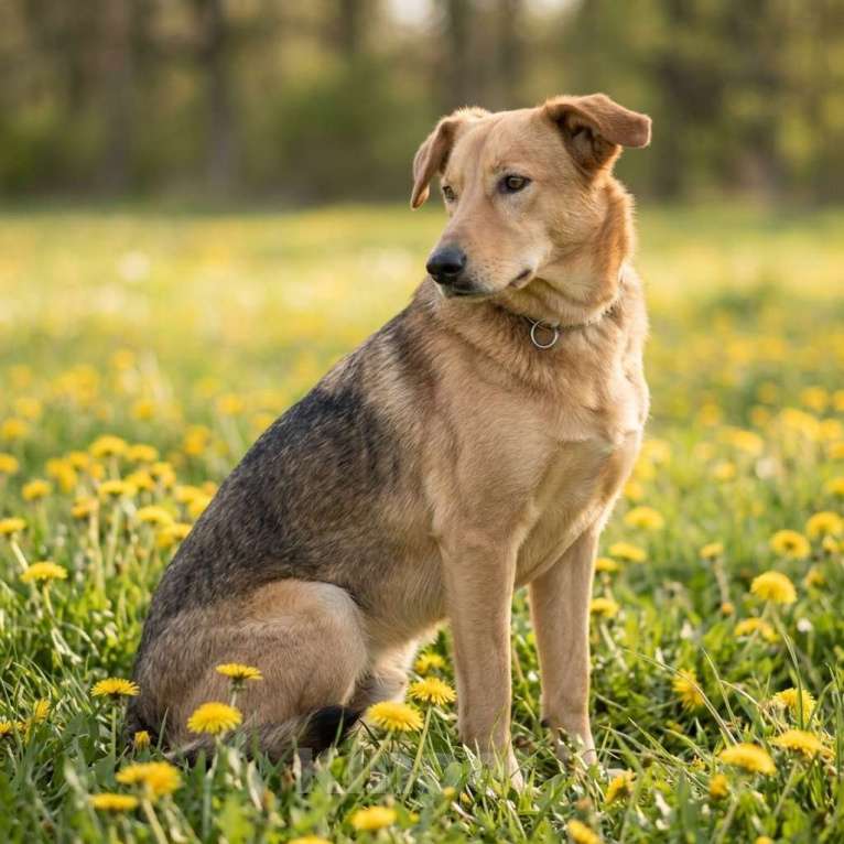 Собаки в Москве: собака из приюта Афина в добрые руки Девочка, Бесплатно - фото 5