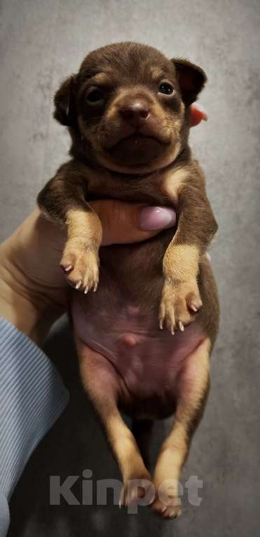 Собаки в Санкт-Петербурге: Щенок русского тоя Мальчик, 50 000 руб. - фото 1