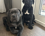 Собаки в других городах Московской области: Щенки кане-корсо Девочка, 45 000 руб. - фото 2