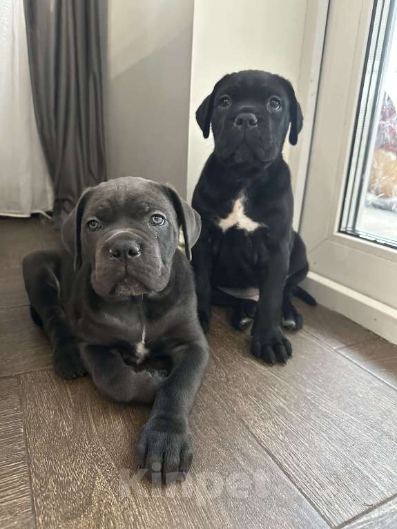 Собаки в других городах Московской области: Щенки кане-корсо Девочка, 45 000 руб. - фото 2