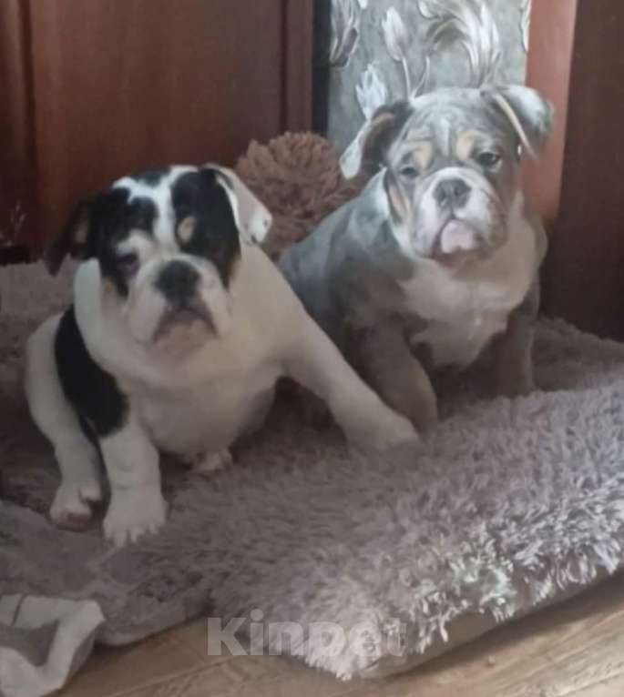 Собаки в Москве: Английский бульдог Девочка, 50 000 руб. - фото 5