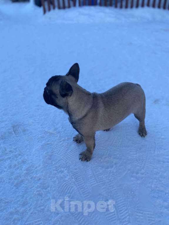 Собаки в Санкт-Петербурге: Шикарный мальчик французского бульдога Мальчик, 45 000 руб. - фото 5