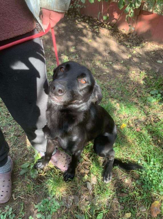 Собаки в Москве: Обворожительная МАРТА Девочка, Бесплатно - фото 3