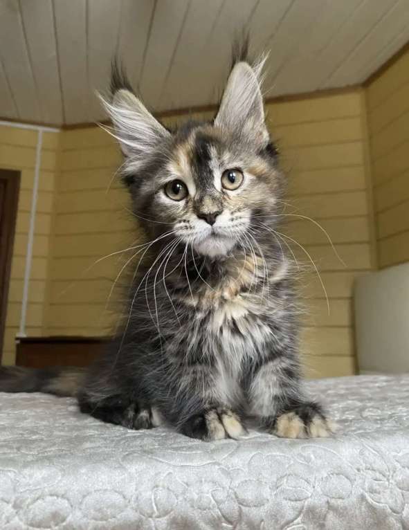 Кошки в других городах Московской области: Мейн-кун девчушка ласкушка💕 Девочка, 50 000 руб. - фото 2