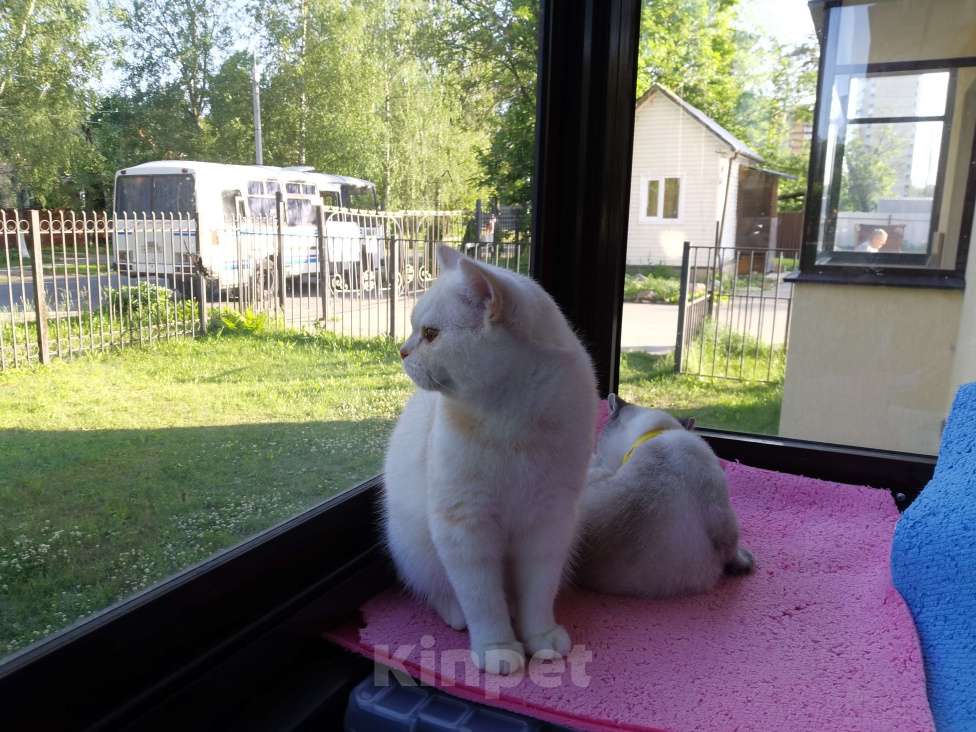 Кошки в Москве: Британские котята  Мальчик, 15 000 руб. - фото 2