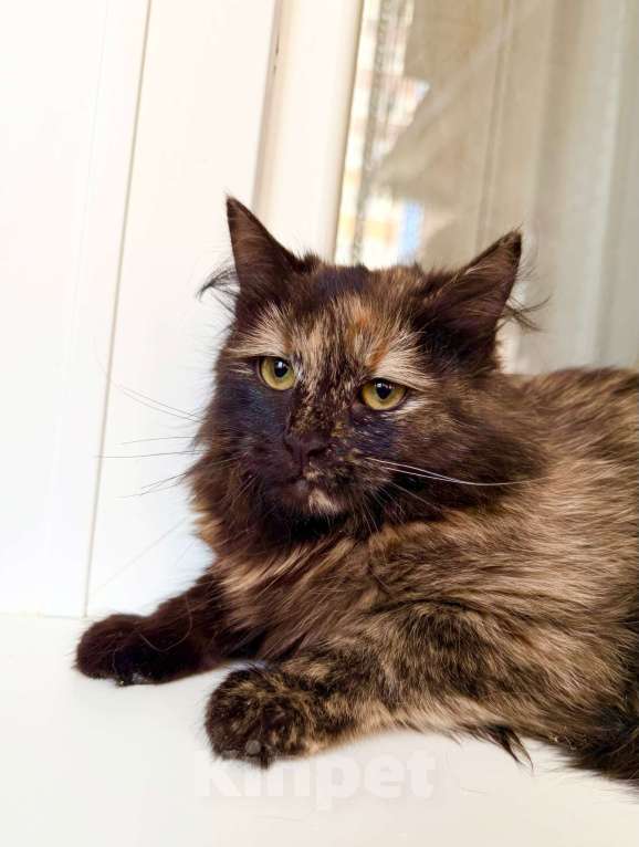 Кошки в Москве: пушистая котенок Пэрис в добрые руки Девочка, Бесплатно - фото 3