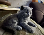 Кошки в других городах Московской области: Британская короткошерстная серая Девочка, 5 000 руб. - фото 4