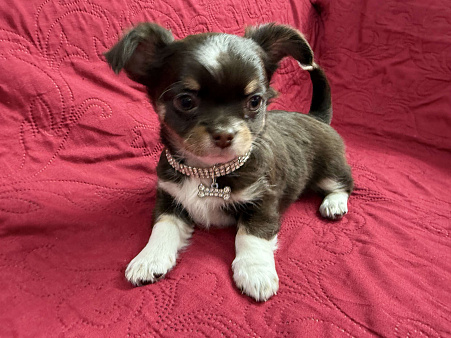 Мальчик чихуахуа Грегори